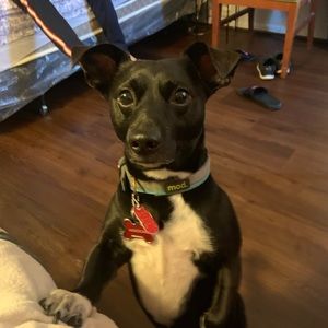 Meet your Posher, Luis